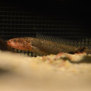 Gollum snakehead (Aenigmachanna gollum)