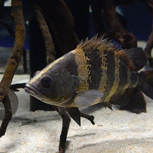 New Guinea tiger perch (Datnioides campbelli)