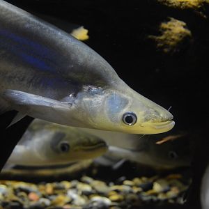 Metallic sheatfish (Phalacronotus apogon)