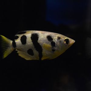 Siamese archerfish (Toxotes siamensis)