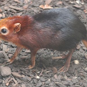 Black and rufous elephant-shrew
