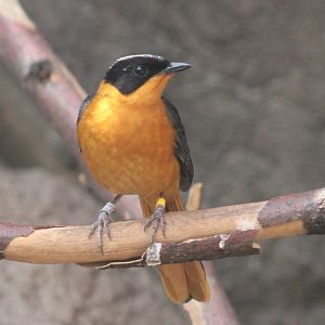 Snowy-crowned robin-chat