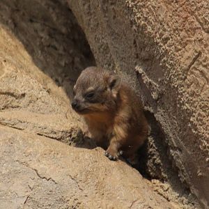 Rock hyrax - young