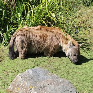 Spotted hyena