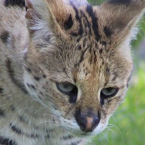 Serval