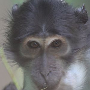 White-naped mangabey