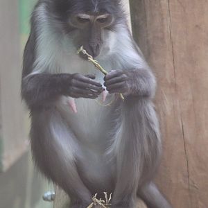 White-naped mangabey