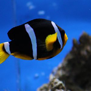 Yellowtail clownfish - Amphiprion clarckii