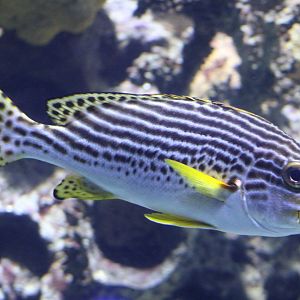Oriental sweetlips