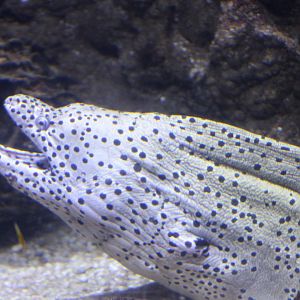 Spotted moray eel - Gymnothorax isingteena