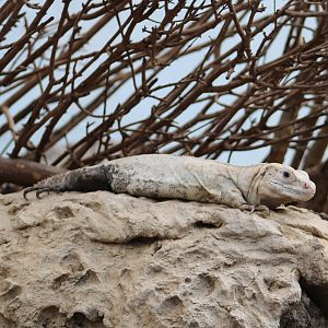 Utila spinytail iguana