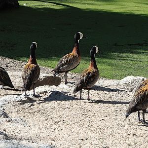 White-faced whistling ducks (Dendrocygna viduata), 2022-08-07