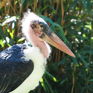 Marabou (Leptoptilos crumenifer), 2022-08-07