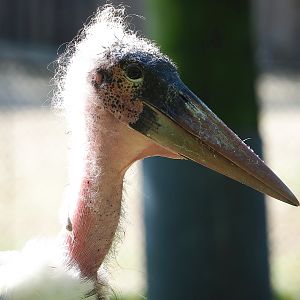 Marabou (Leptoptilos crumenifer), 2022-08-07