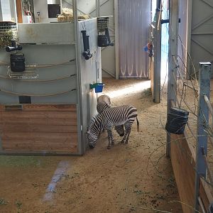 Kordofan giraffe stables, with Hartmann's mountain zebras visiting, 2022-08-07