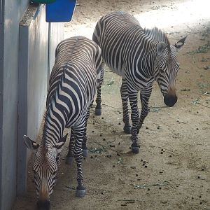 Hartmann's mountain zebras (Equus zebra hartmannae), 2022-08-07