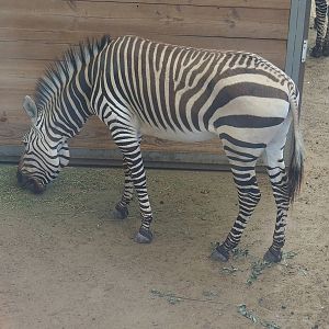 Hartmann's mountain zebra (Equus zebra hartmannae), 2022-08-07