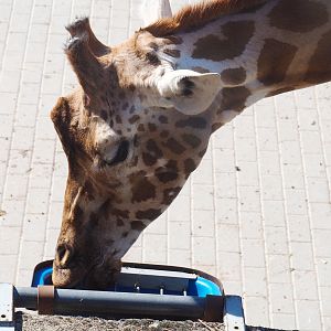 Kordofan giraffe (Giraffa camelopardalis antiquorum), 2022-08-07