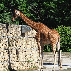 Kordofan giraffe (Giraffa camelopardalis antiquorum), 2022-08-07