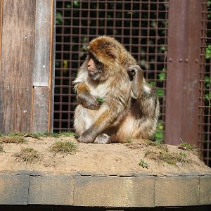 Barbary macaque (Macaca sylvanus), 2022-08-07