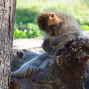 Barbary macaque (Macaca sylvanus), 2022-08-07