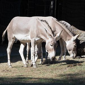 Somali wild asses (Equus africanus somaliensis), 2022-08-07
