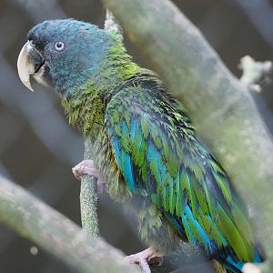 Blue-headed macaw (Primolius couloni), 2022-08-07