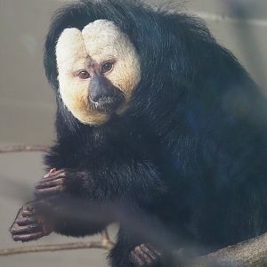 White-faced saki (Pithecia pithecia), 2022-08-07