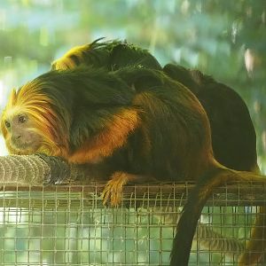 Golden-headed (Leontopithecus chrysomelas), 2022-08-07