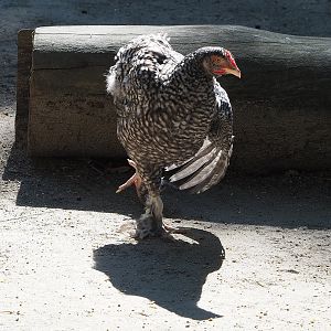 Malines cuckoo chicken (Gallus gallus domesticus), 2022-08-07