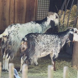 Domestic goats (Capra hircus), 2022-08-07