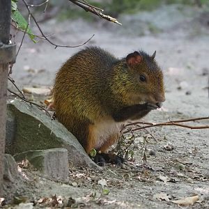 Black-rumped agouti (Dasyprocta prymnolopha), 2022-08-07