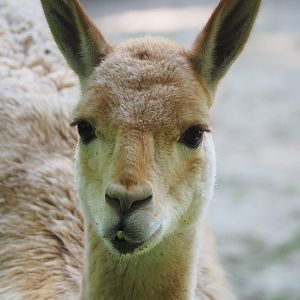 Vicuña (Vicugna vicugna), 2022-08-07