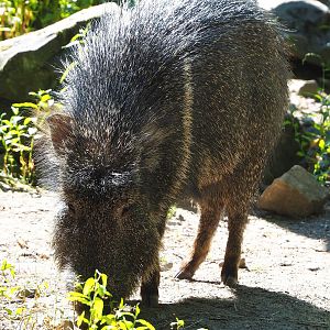 Chacoan peccary (Catagonus wagneri), 2022-08-07