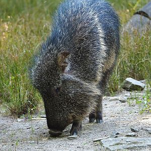 Chacoan peccary (Catagonus wagneri), 2022-08-07