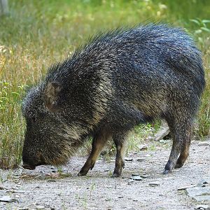 Chacoan peccary (Catagonus wagneri), 2022-08-07