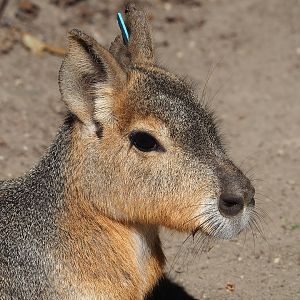 Patagonian mara (Dolichotis patagonum), 2022-08-07
