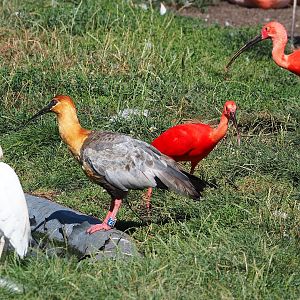 Black-faced ibis (Theristicus melanopis) and Scarlet ibis (Eudocimus ruber), 2022-08-07
