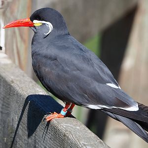 Inca tern (Larosterna inca), 2022-08-07
