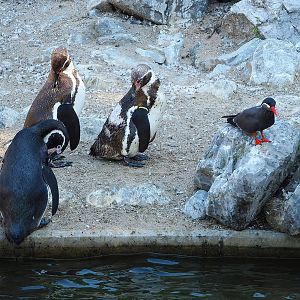 Humboldt penguins (Spheniscus humboldti) and Inca tern (Larosterna inca), 2022-08-07