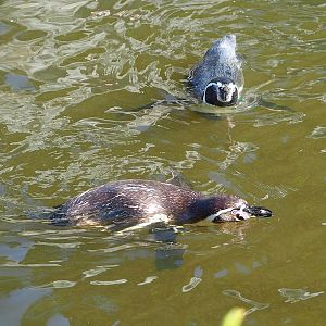 Humboldt penguin (Spheniscus humboldti) in the pool, 2022-08-07