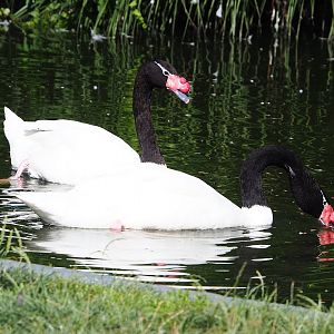 Black-necked swans (Cygnus melancoryphus), 2022-08-07