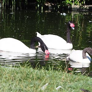 Black-necked swans (Cygnus melancoryphus), 2022-08-07