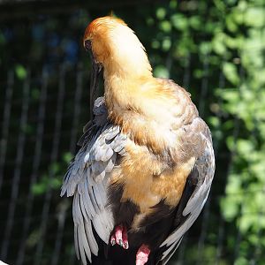 Black-faced ibis (Theristicus melanopis), 2022-08-07