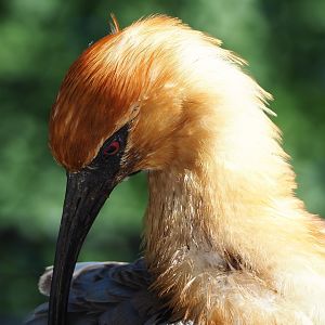 Black-faced ibis (Theristicus melanopis), 2022-08-07