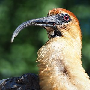 Black-faced ibis (Theristicus melanopis), 2022-08-07