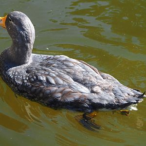 Magellanic flightless steamer duck (Tachyeres pteneres), 2022-08-07