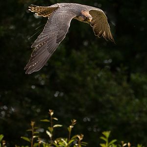 Lanner falcon : Cotswold Falconry Centre : 03 Sep 2021
