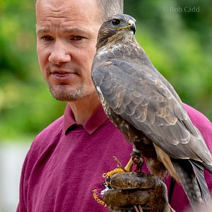 Common buzzard : Cotswold Falconry Centre : 03 Sep 2021