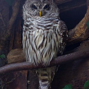 Barred owl : Cotswold Falconry Centre : 03 Sep 2021